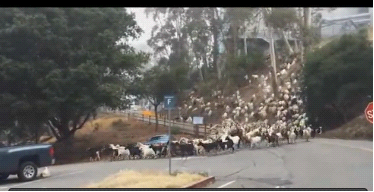 数百只“雇佣羊”穿过美加州大学 执行除草任务